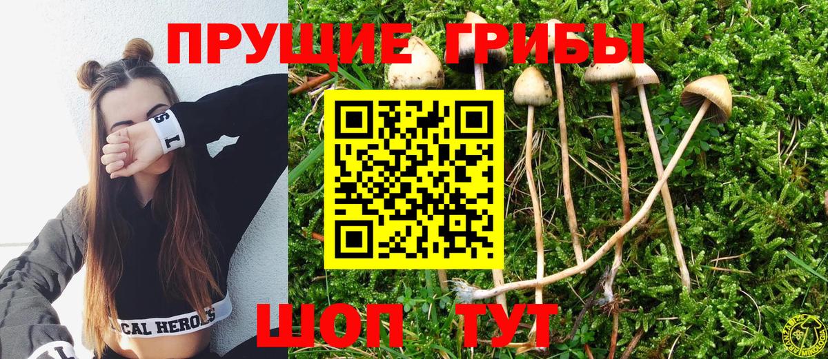что такое   Вход с VPN  Королёв  Псилоцибиновые грибы Psilocybine cubensis 